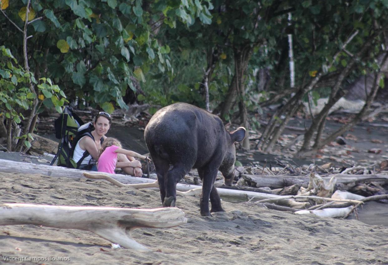 Апартаменты Tapirus Playa Драке Экстерьер фото